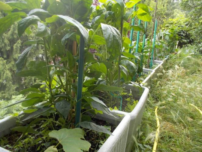 DSCN6181 (FILEminimizer)