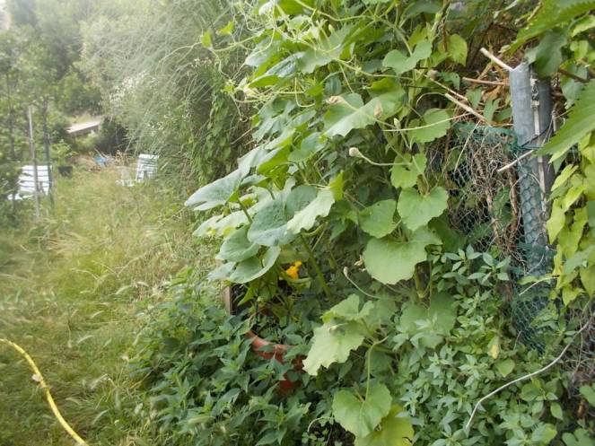 DSCN6182 (FILEminimizer)