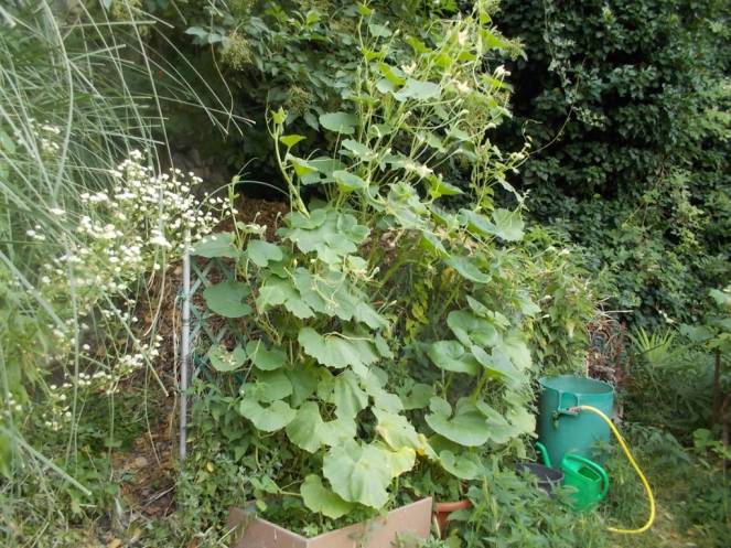 DSCN6183 (FILEminimizer)