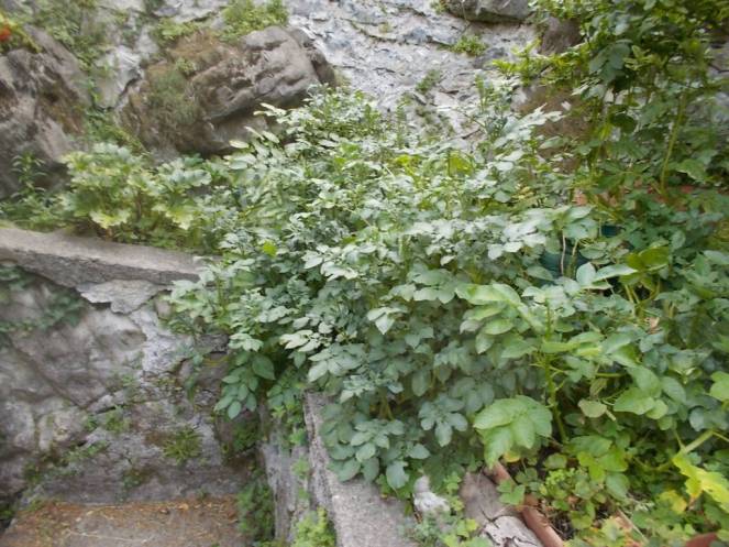 DSCN6191 (FILEminimizer)