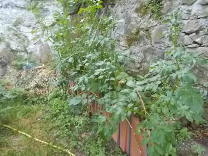 DSCN6192 (FILEminimizer)