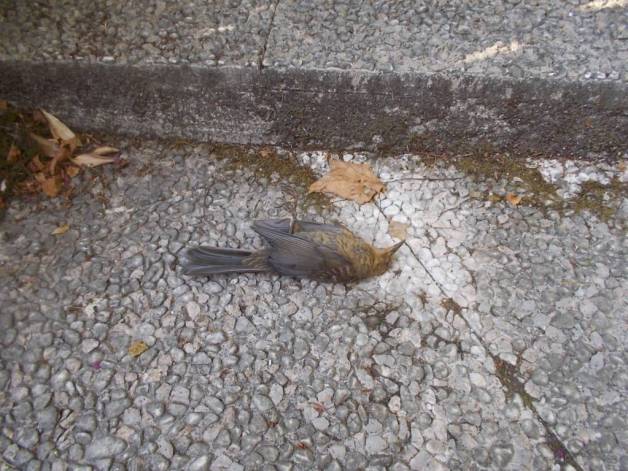 DSCN6273 (FILEminimizer)