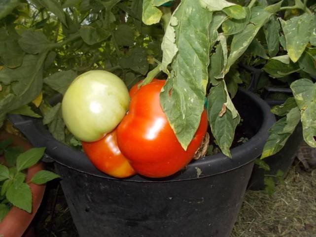 DSCN6280 (FILEminimizer)