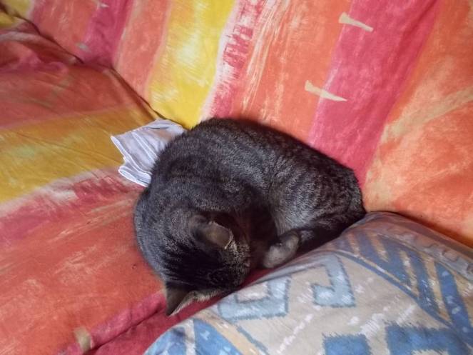 DSCN6512 (FILEminimizer)