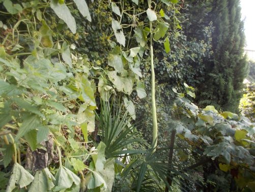 DSCN6655 (FILEminimizer)