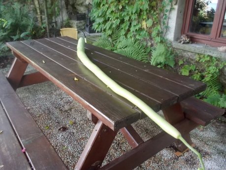 DSCN6667 (FILEminimizer)