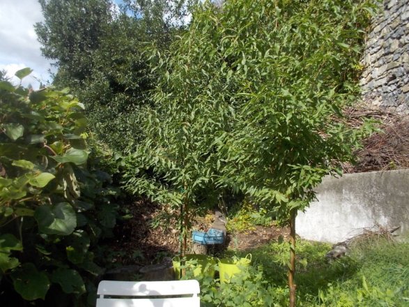 DSCN6692 (FILEminimizer)