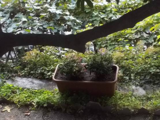 DSCN6708 (FILEminimizer)