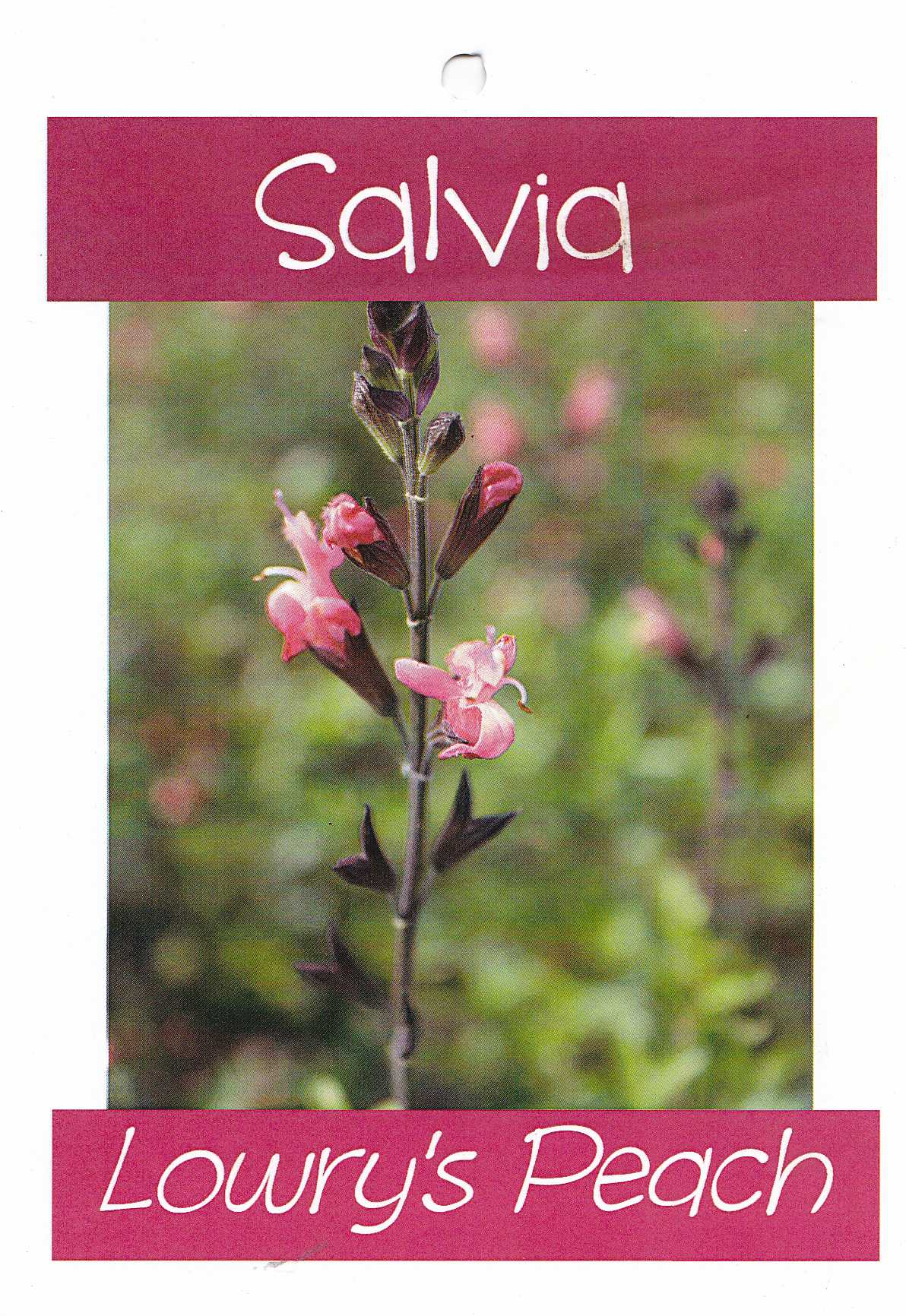 salvia1025
