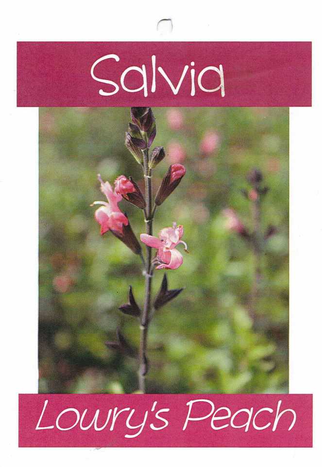 salvia1025
