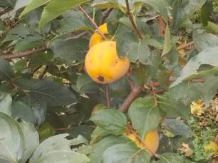 DSCN6914 (FILEminimizer)