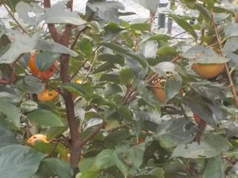 DSCN6916 (FILEminimizer)