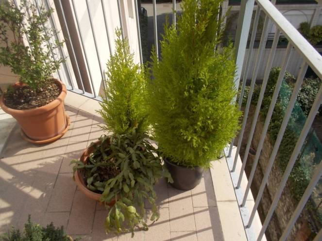 DSCN9096 (FILEminimizer)