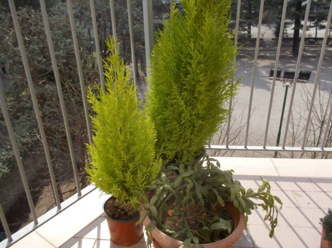 DSCN9097 (FILEminimizer)