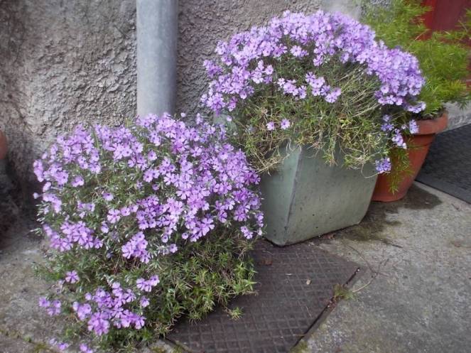 DSCN9335 (FILEminimizer)