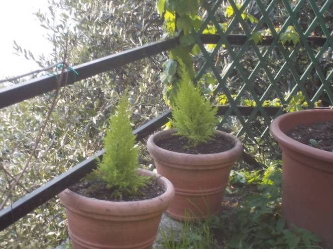 DSCN9412 (FILEminimizer)