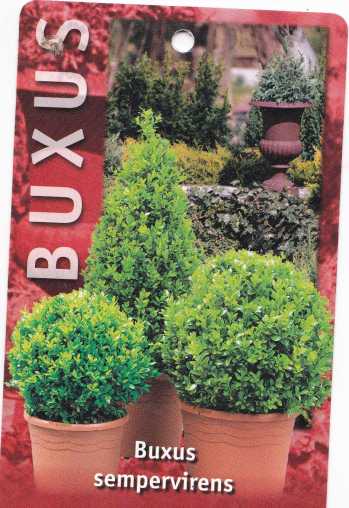 BUXUS3139