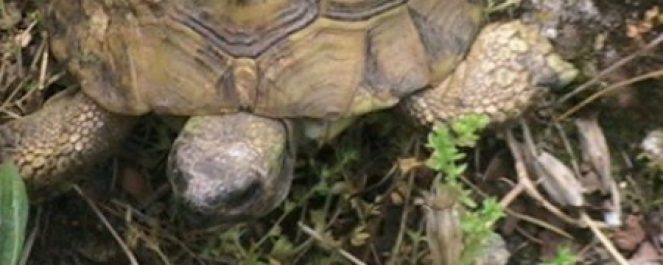 cropped-cropped-lungaconfiori