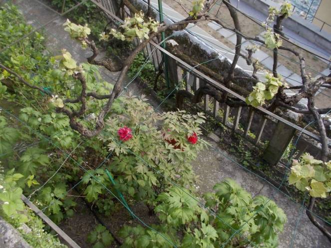 DSCN9433 (FILEminimizer)