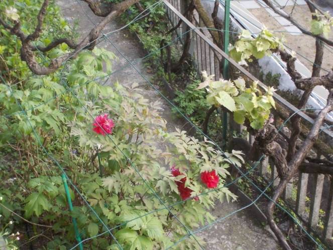 DSCN9434 (FILEminimizer)