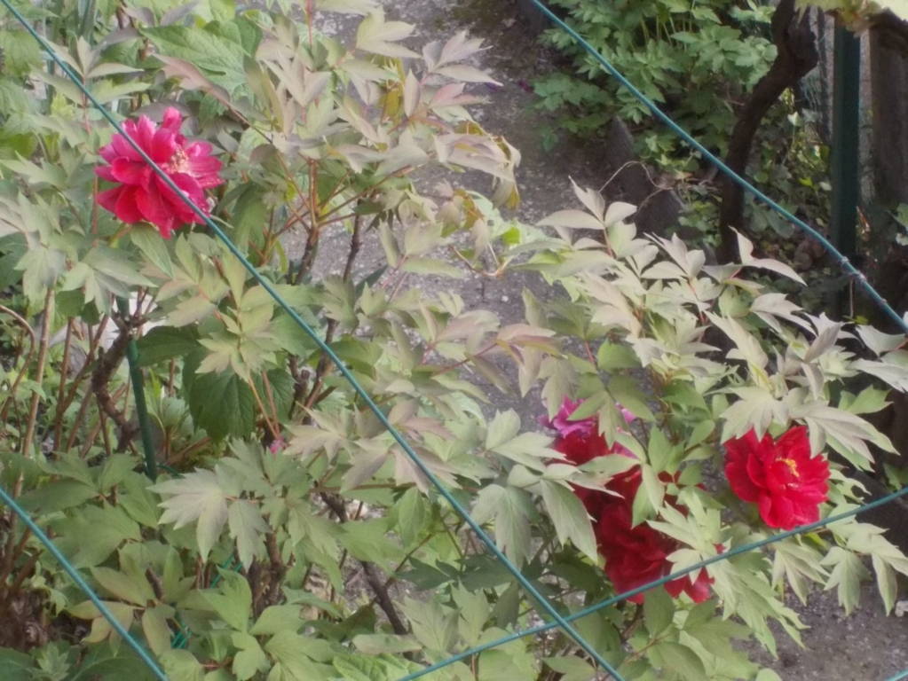 DSCN9435 (FILEminimizer)