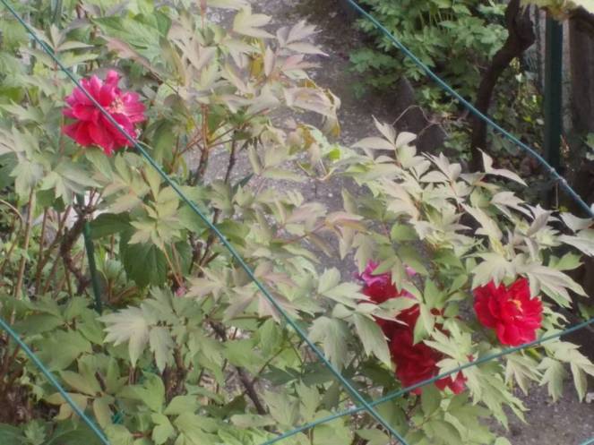 DSCN9435 (FILEminimizer)