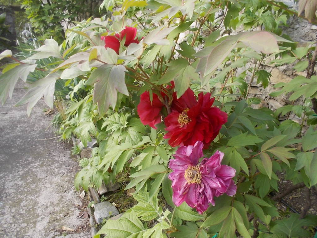 DSCN9444 (FILEminimizer)