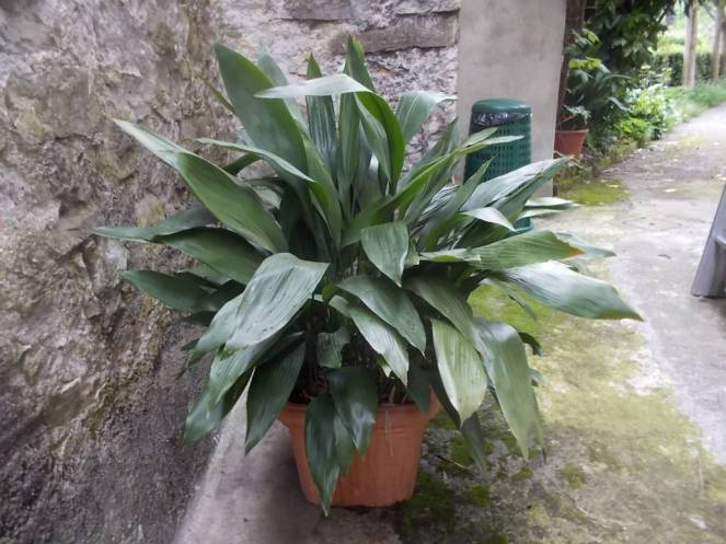 DSCN9489 (FILEminimizer)