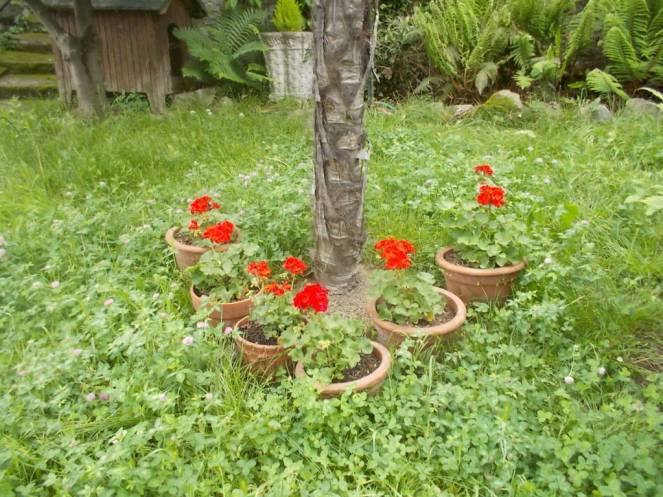 DSCN9491 (FILEminimizer)