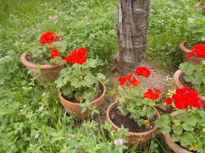 DSCN9492 (FILEminimizer)