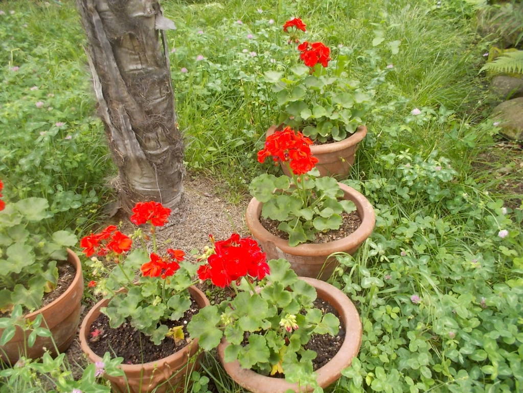 DSCN9493 (FILEminimizer)