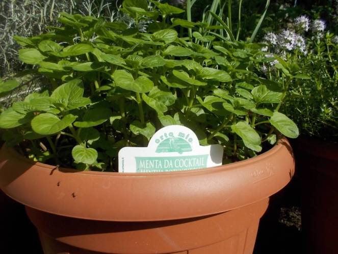 DSCN9541 (FILEminimizer)