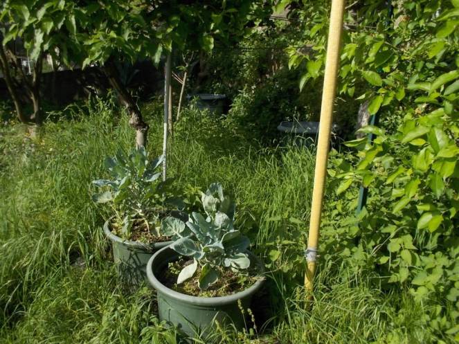 DSCN9548 (FILEminimizer)