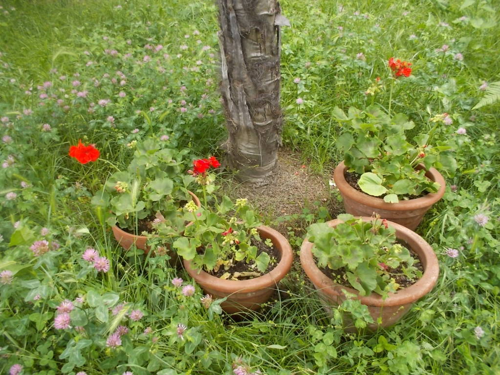 DSCN9638 (FILEminimizer)