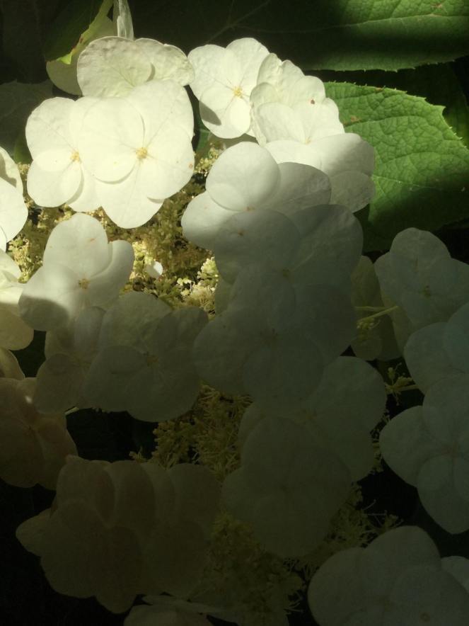 34963507_214279042729989_5131769303426662400_n