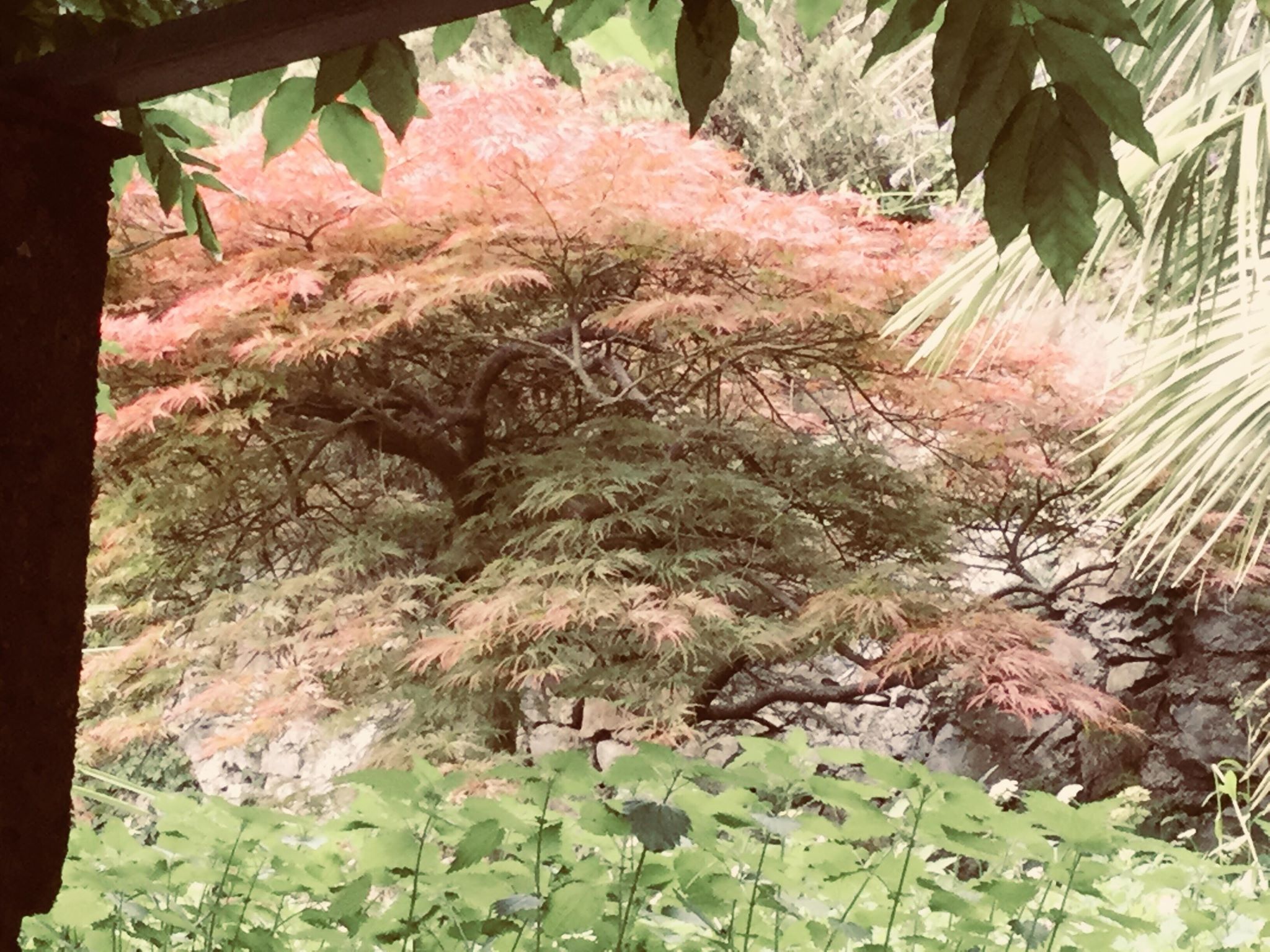 36064544_214292479395312_3768947335405502464_n