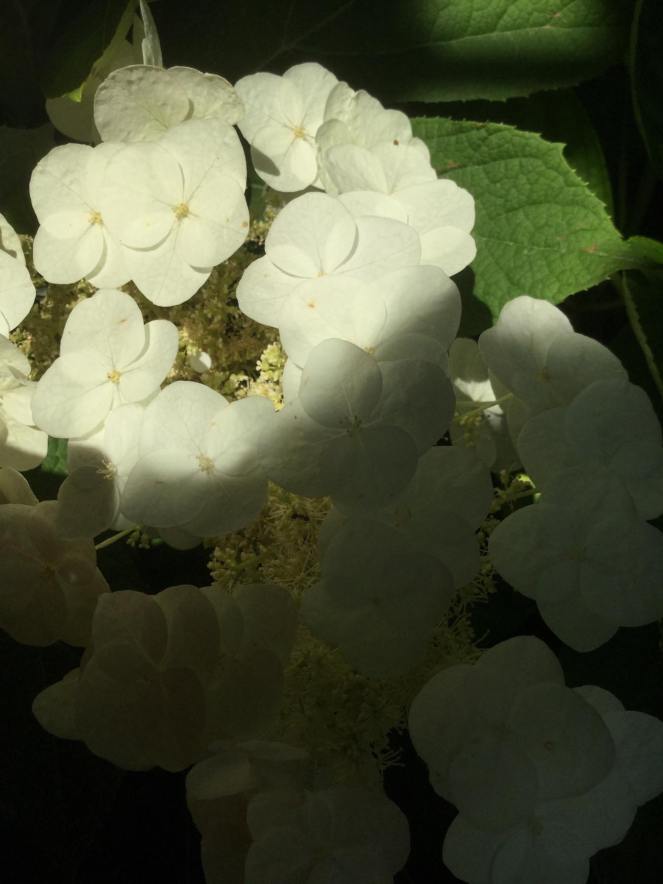 36064722_214278976063329_6562857440155533312_n