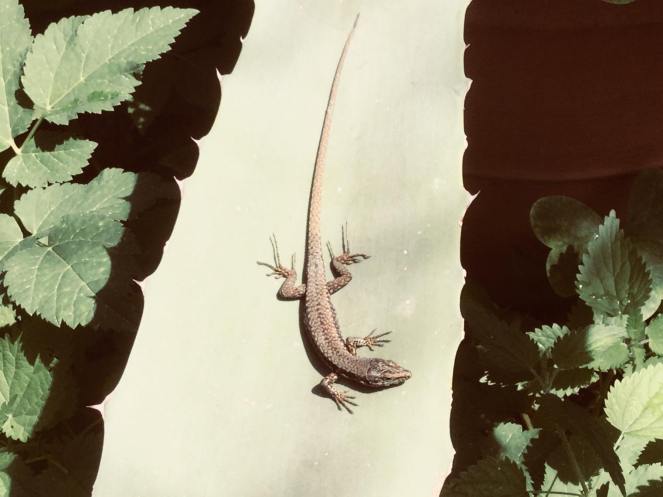 36088090_214279226063304_5420916311498686464_n