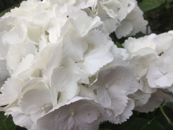 36088146_214293819395178_4270875802234519552_n