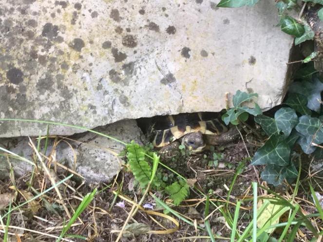 36200003_213310069493553_1583818393545342976_n