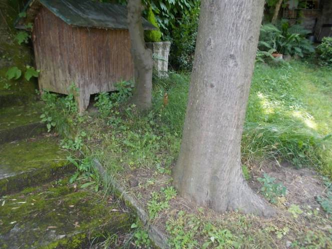 DSCN0026 (FILEminimizer)