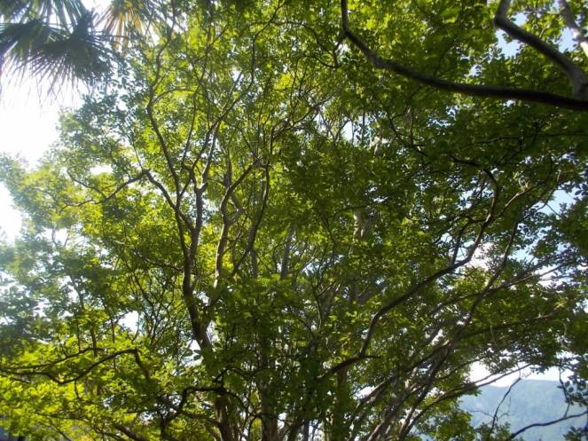 DSCN0039 (FILEminimizer)