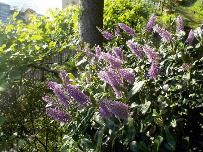 DSCN0102 (FILEminimizer)