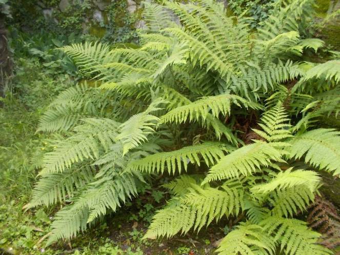 DSCN9754 (FILEminimizer)