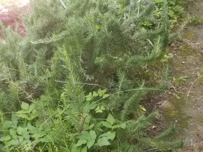 DSCN9804 (FILEminimizer)