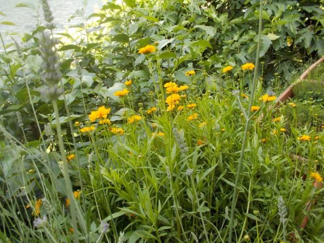 DSCN9872 (FILEminimizer)