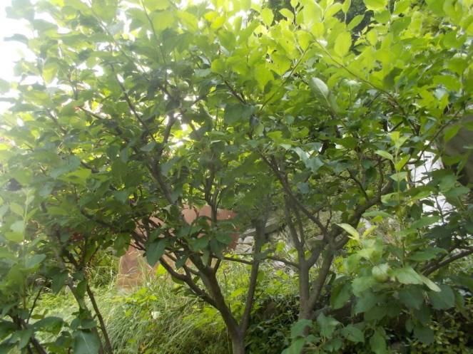 DSCN9880 (FILEminimizer)