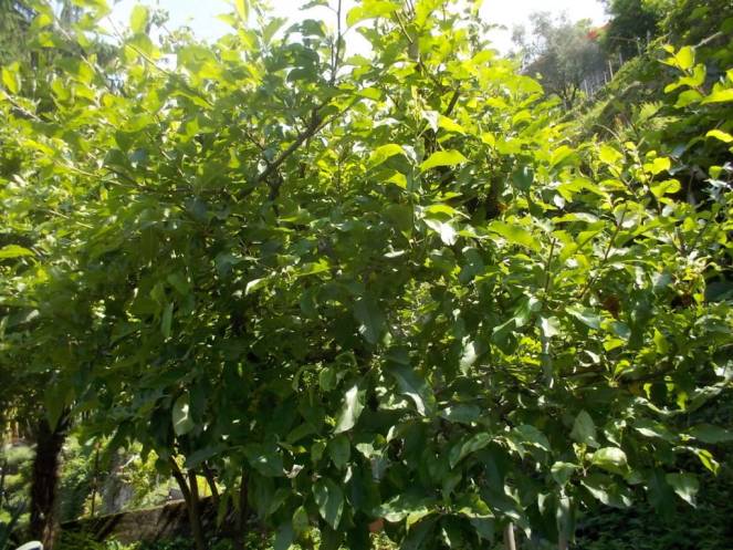 DSCN9898 (FILEminimizer)