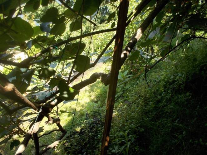 DSCN9917 (FILEminimizer)