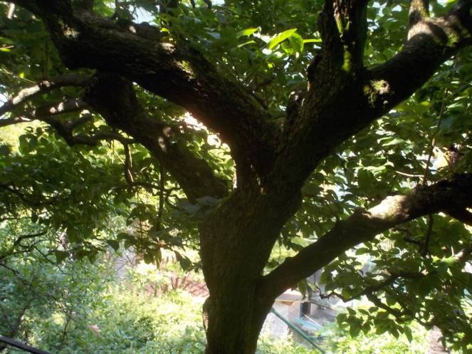 DSCN9935 (FILEminimizer)